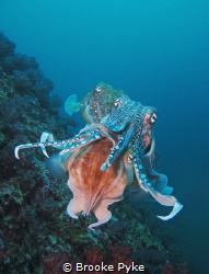 I encountered these three beautiful Pharaoh Cuttlefish on... by Brooke Pyke 
